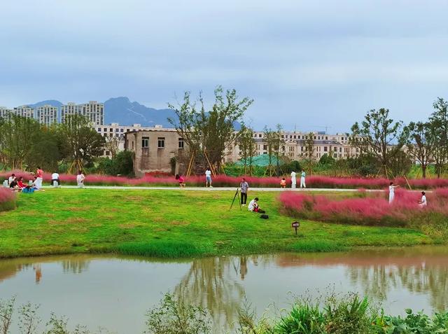 美翻了!温州七都岛成片"粉黛乱子草"绽放,最佳观赏地在这里