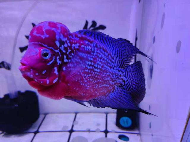 观赏鱼鳃部的鳃盖开合过大 鳃盖缺失 一定都是鳃病吗 鳃盖 鳃病 鱼鳃 新浪新闻