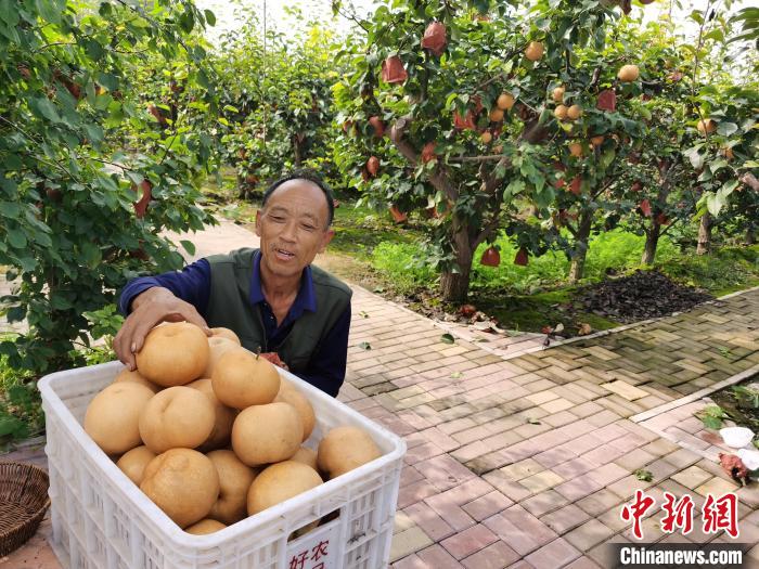 图为梨农种植户在搬运黄梨。王华美 摄