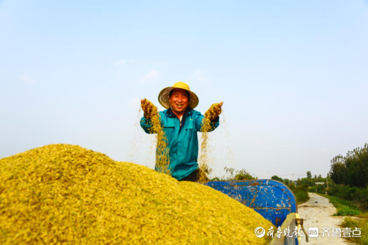 国庆悦农田里收割忙黄河大米丰收啦