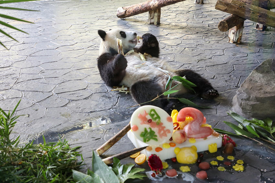 保育员给大熊猫布置生日会场。