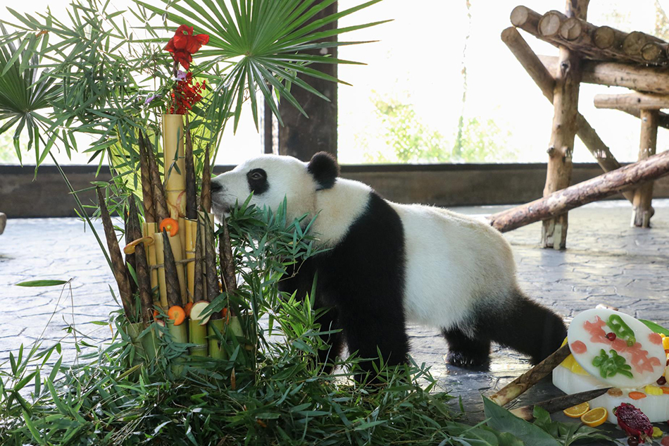保育员给大熊猫布置生日会场。