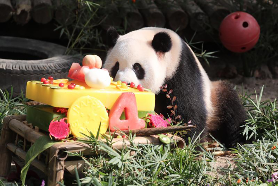 大熊猫雪宝本文图片均为上海野生动物园图