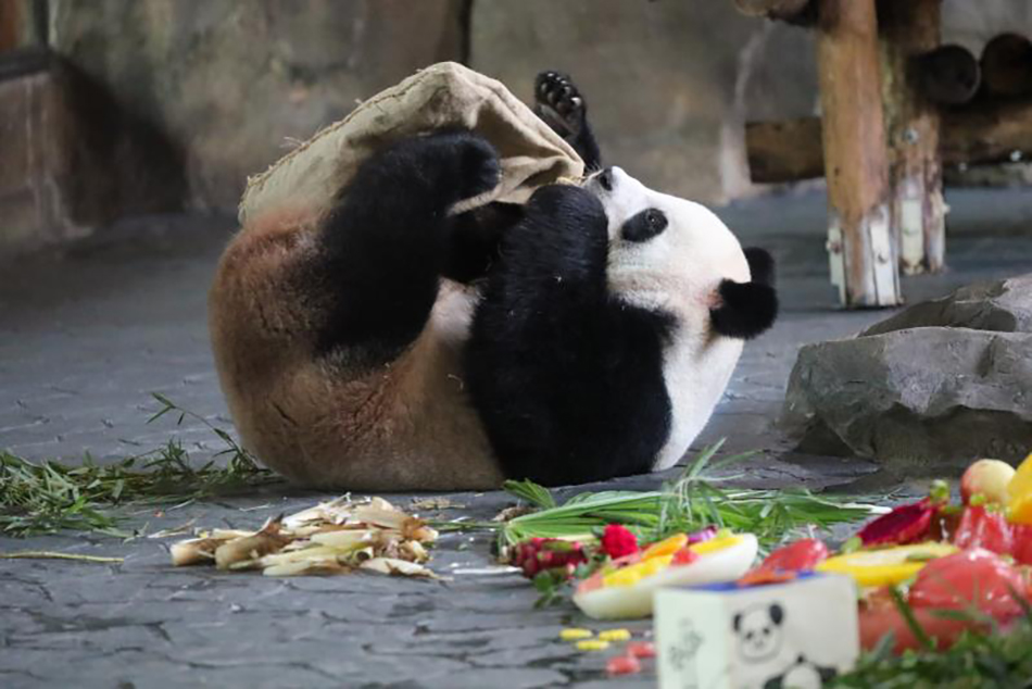 大熊猫康康
