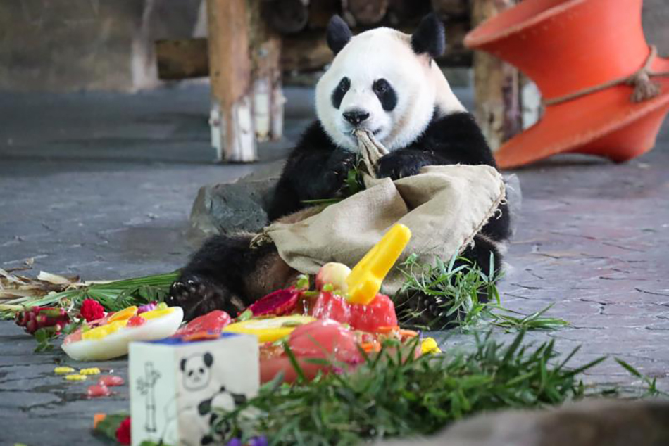 大熊猫芊金