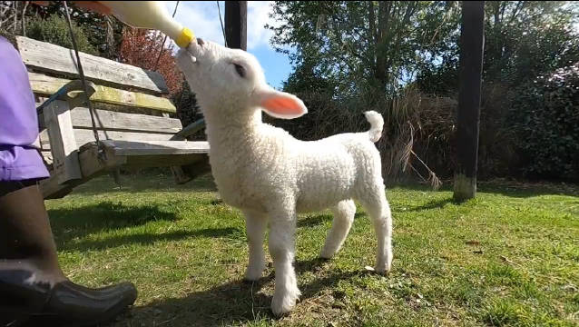 撸小羊也太治愈了吧!