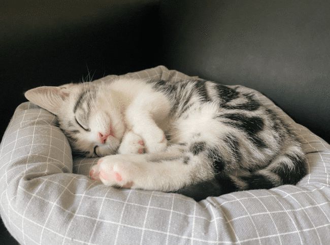 养猫的幸福感分3级,越高级越幸福,你是哪个等级呢?