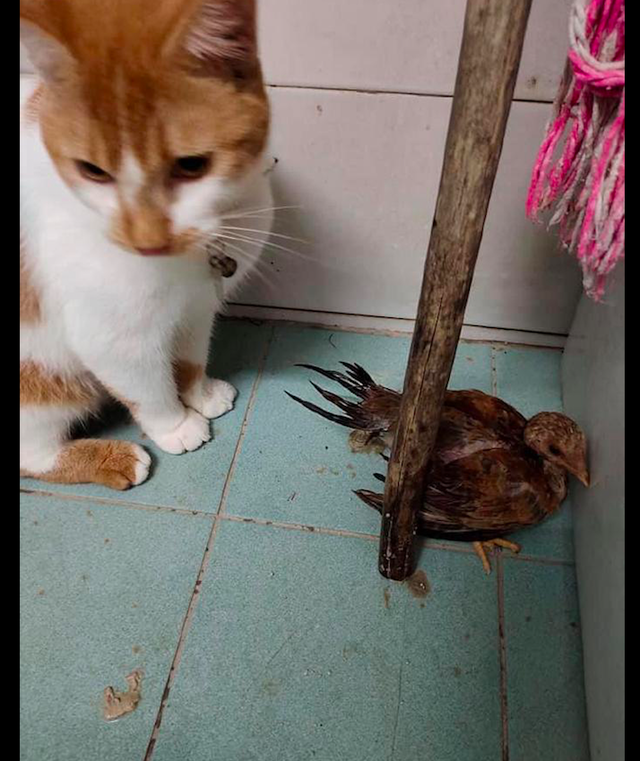 猫咪从外面叼了一个小鸡回来，一副很想吃的表情：今晚吃鸡吗？休闲区蓝鸢梦想 - Www.slyday.coM