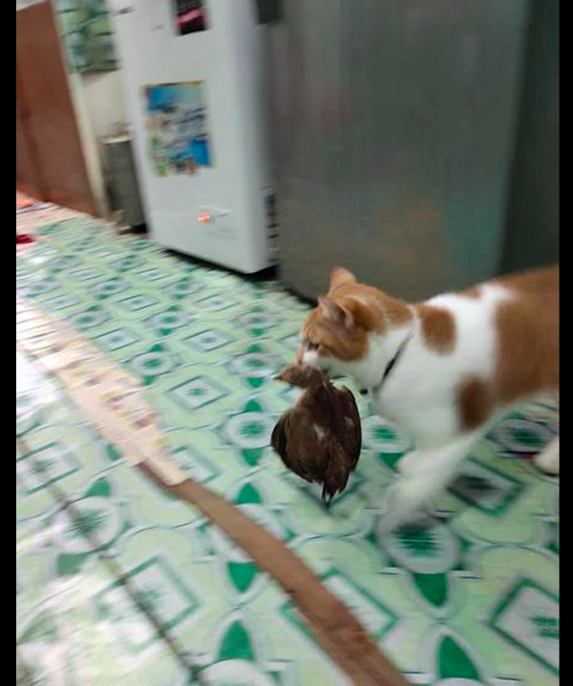 猫咪从外面叼了一个小鸡回来，一副很想吃的表情：今晚吃鸡吗？休闲区蓝鸢梦想 - Www.slyday.coM