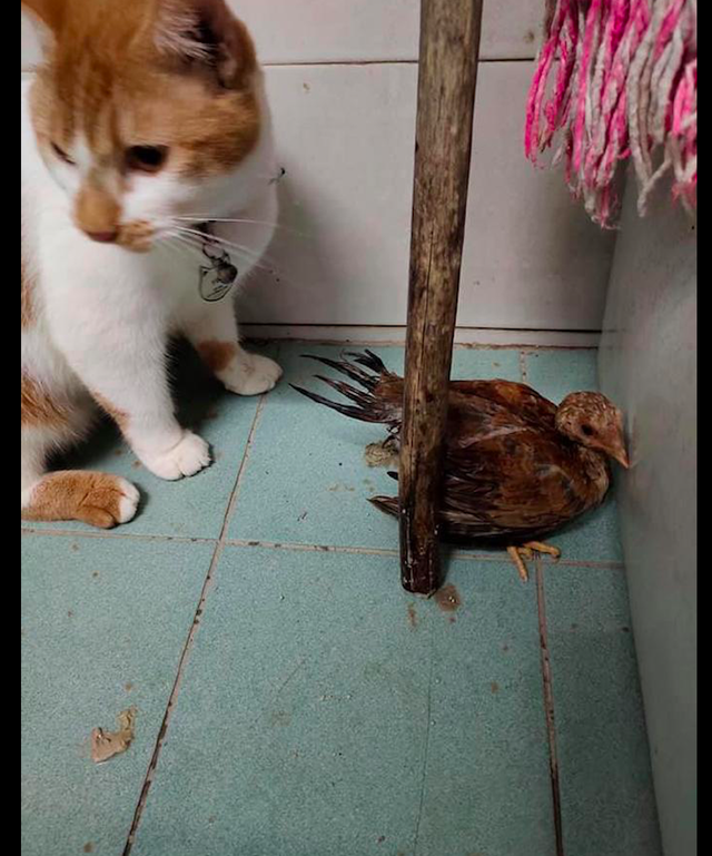 猫咪从外面叼了一个小鸡回来，一副很想吃的表情：今晚吃鸡吗？休闲区蓝鸢梦想 - Www.slyday.coM