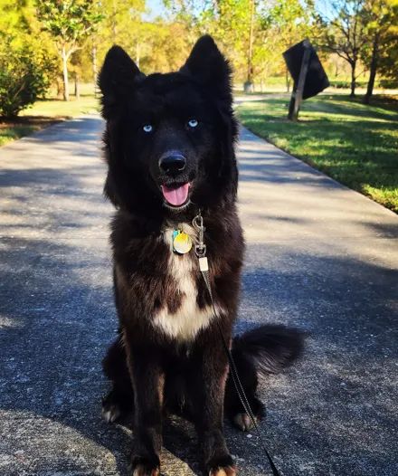 边牧|哈士奇_新浪新闻