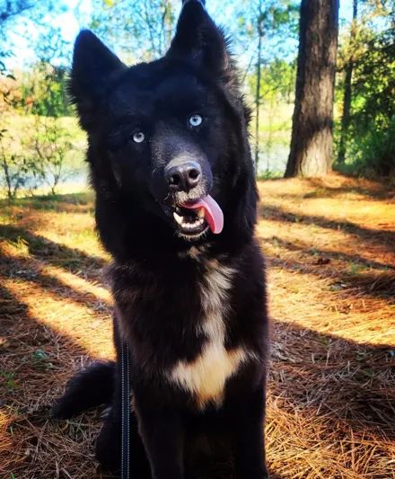 边牧|哈士奇_新浪新闻