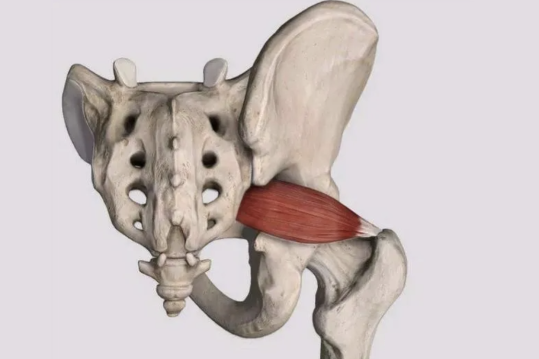 梨狀肌其實是臀部深層的兩塊小肌肉,因為形狀像梨而得名.
