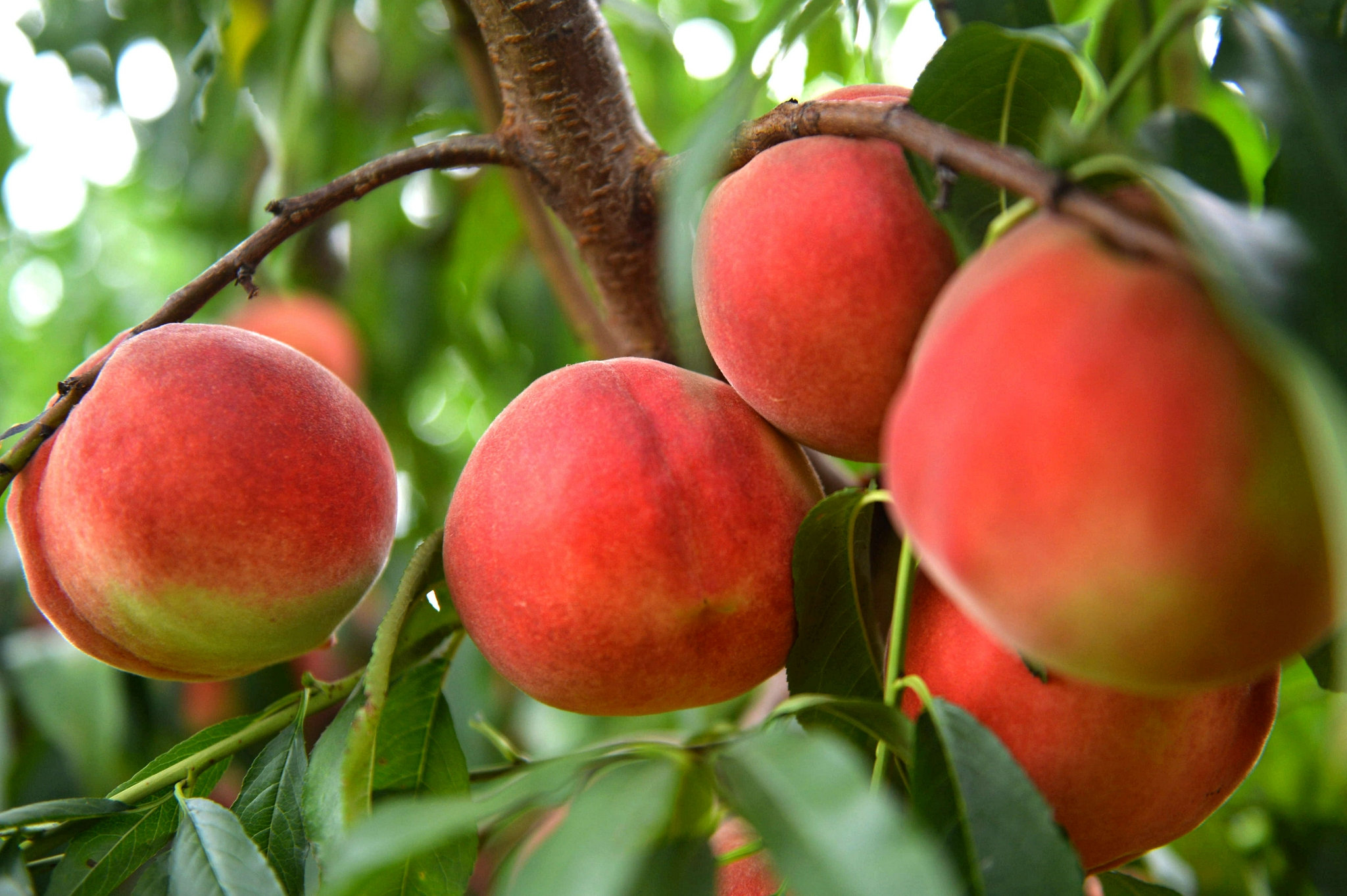 一颗大桃凝聚近百项技术平谷大桃又登国庆招待会餐桌
