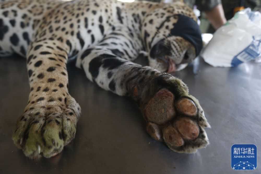 2020年9月27日,在巴西戈亚斯州,动物保护组织救治受伤的美洲豹.