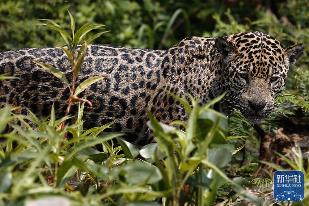 全球连线神奇生物在哪里巴西美洲豹