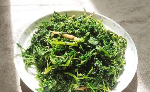 农村常见的"辣辣菜",以前是普通的杂草,殊不知它价值很高|荠菜|辣菜