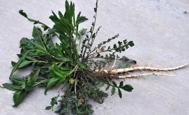 农村常见的"辣辣菜",以前是普通的杂草,殊不知它价值很高__财经头条