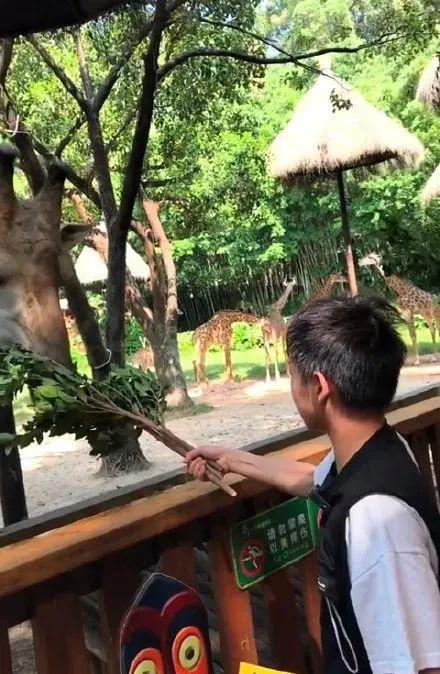 热泪盈眶!全红婵的愿望实现了,终于见到了大熊猫休闲区蓝鸢梦想 - Www.slyday.coM 热泪盈眶!全红婵的愿望实现了,终于见到了大熊猫休闲区蓝鸢梦想 - Www.slyday.coM