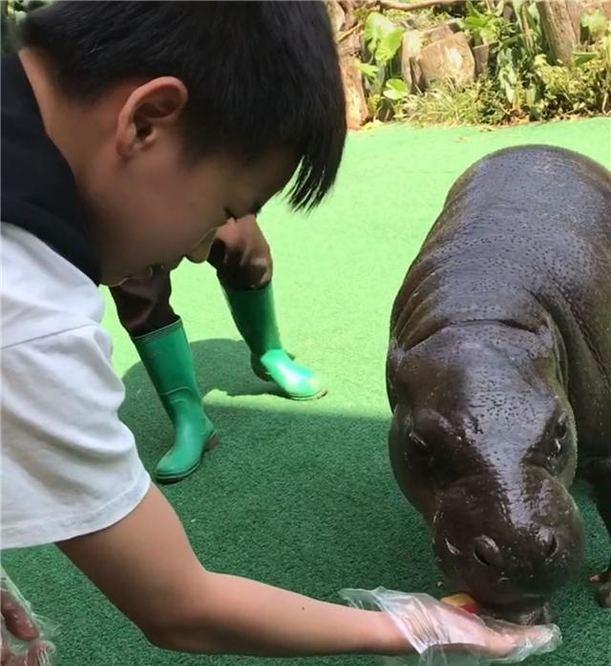 热泪盈眶!全红婵的愿望实现了,终于见到了大熊猫休闲区蓝鸢梦想 - Www.slyday.coM 热泪盈眶!全红婵的愿望实现了,终于见到了大熊猫休闲区蓝鸢梦想 - Www.slyday.coM