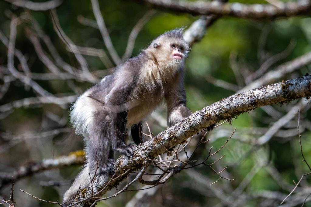 濒危动物丨滇金丝猴:雪山精灵再"安居"|香格里拉|新华社|云南省_新浪
