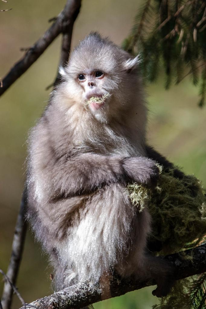 濒危动物丨滇金丝猴:雪山精灵再"安居"|香格里拉|新华社|云南省_新浪