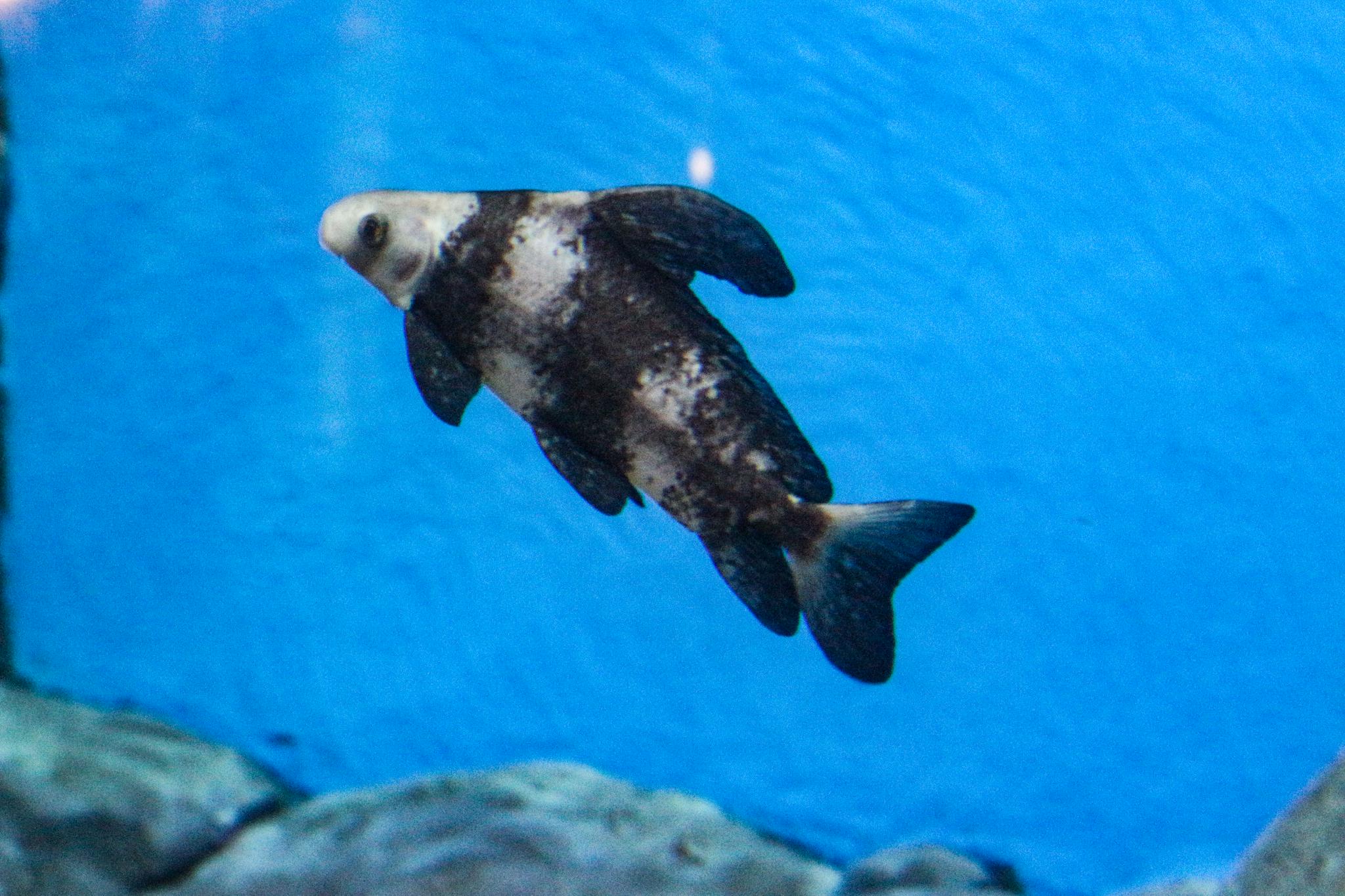 胭脂鱼幼鱼，体侧各有3条黑色的横纹。澎湃新闻记者 陈悦 摄