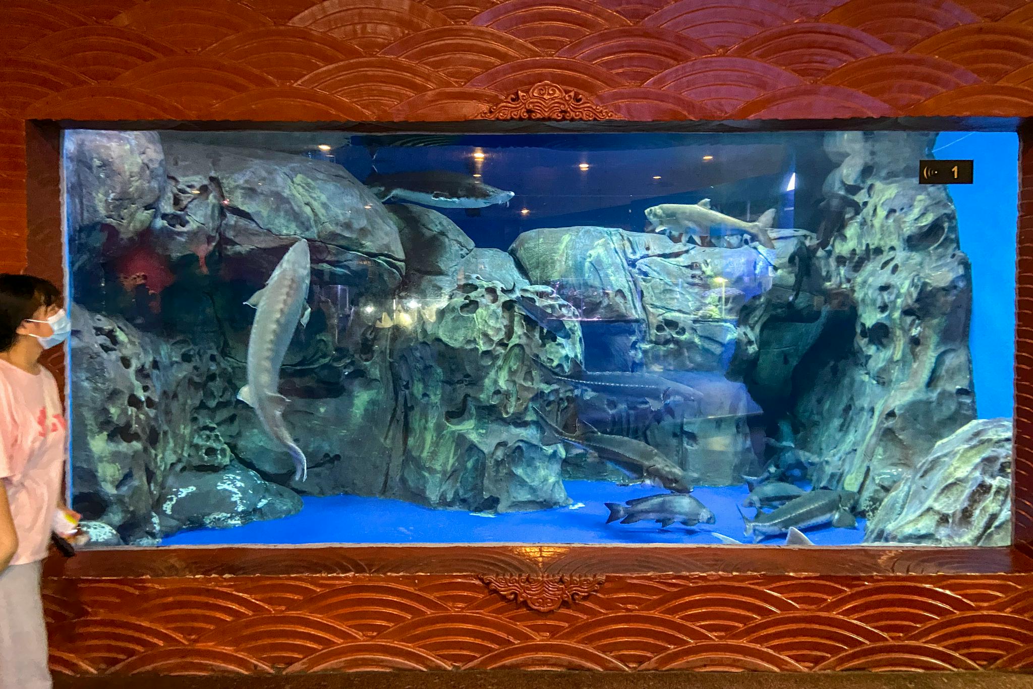 上海海洋水族馆中国区一号展缸，胭脂鱼和中华鲟生活在一起。澎湃新闻记者 陈悦 摄