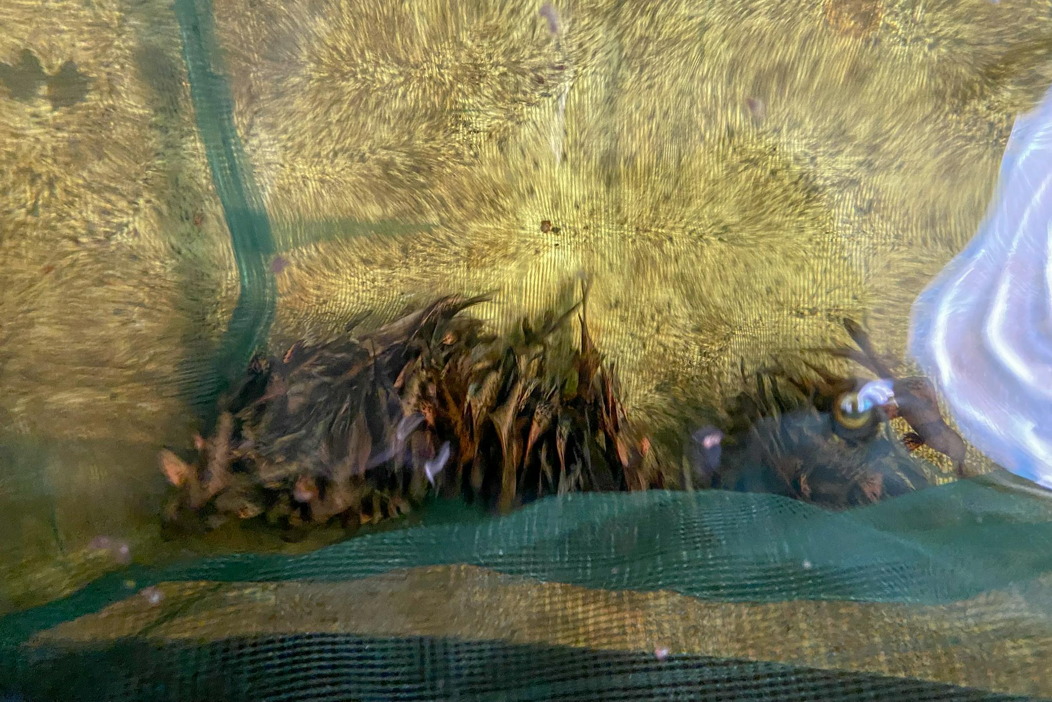 胭脂鱼幼鱼在鱼池里挤作一团。澎湃新闻记者 陈悦 摄