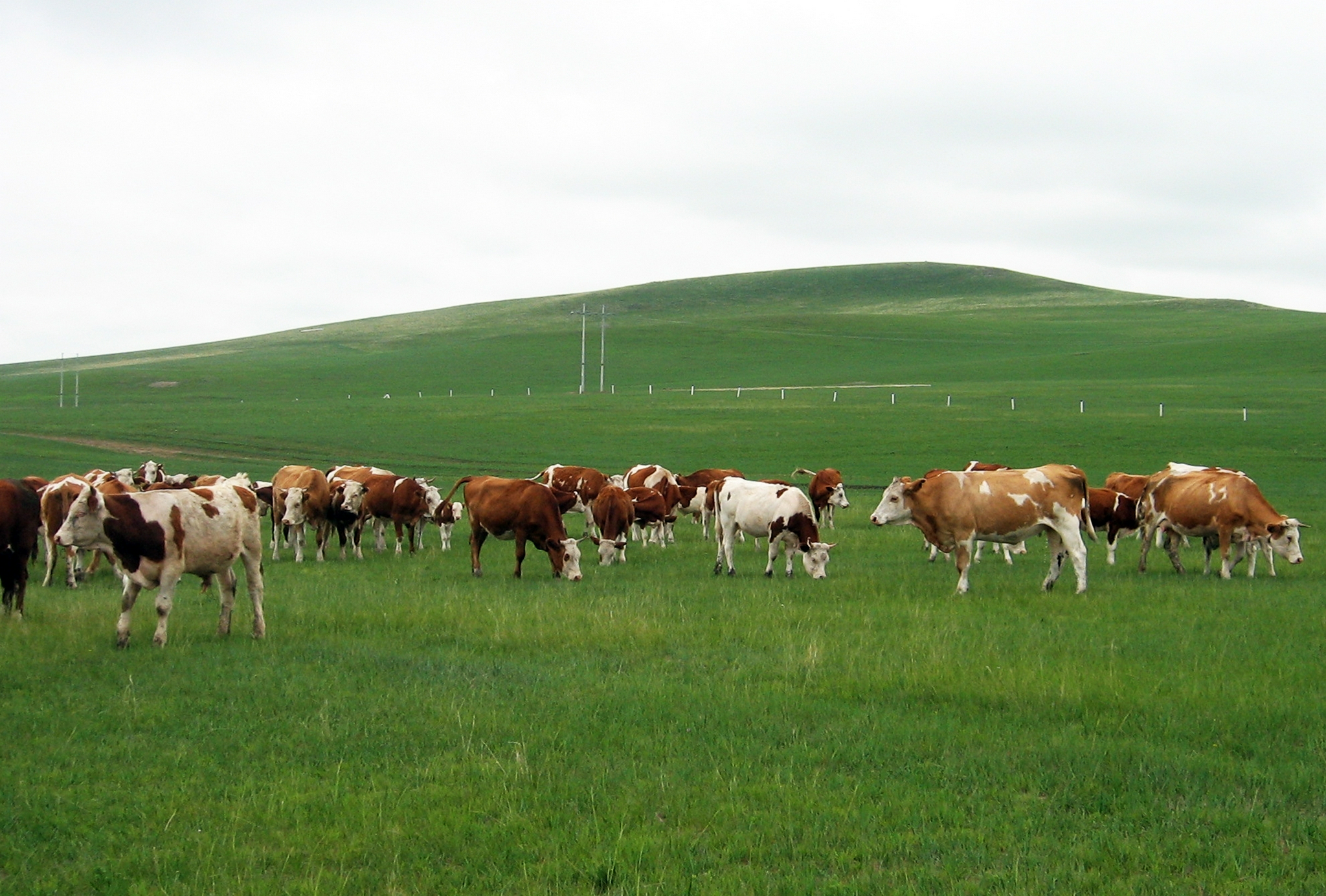 内蒙古立法保护草原生态环境__财经头条