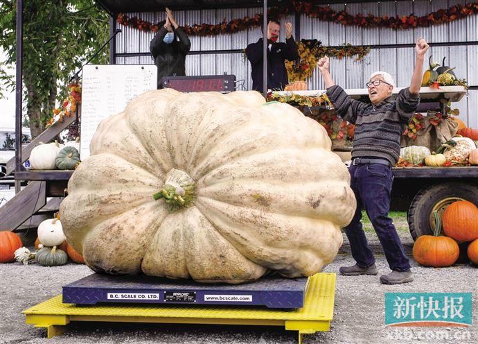 当日,加拿大不列颠哥伦比亚省兰利市举行年度巨型南瓜大赛,吸引数十位