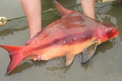 性成熟后，胭脂鱼变为红色。网络图
