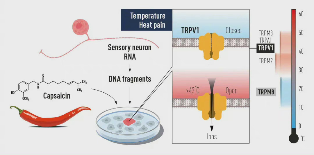 为什么会辣得菊花痛，诺奖得主给你答案休闲区蓝鸢梦想 - Www.slyday.coM