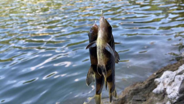 这是什么鱼?成双成对地疯狂咬钩!