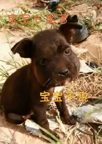 小狗狗作死捅马蜂窝,结果脸被蛰成大猪头休闲区蓝鸢梦想 - Www.slyday.coM 小狗狗作死捅马蜂窝,结果脸被蛰成大猪头休闲区蓝鸢梦想 - Www.slyday.coM