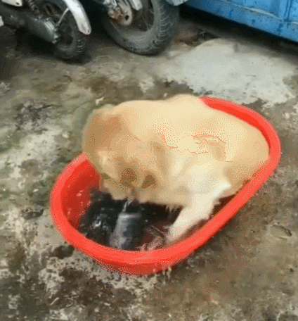 狗狗跑去和鱼睡觉占鱼盆大半边抱着鱼在那里睡觉