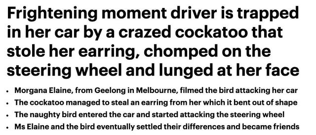 澳洲女子被这个强盗困在车里大气不敢出！路人看了都不敢救，太可怕了休闲区蓝鸢梦想 - Www.slyday.coM