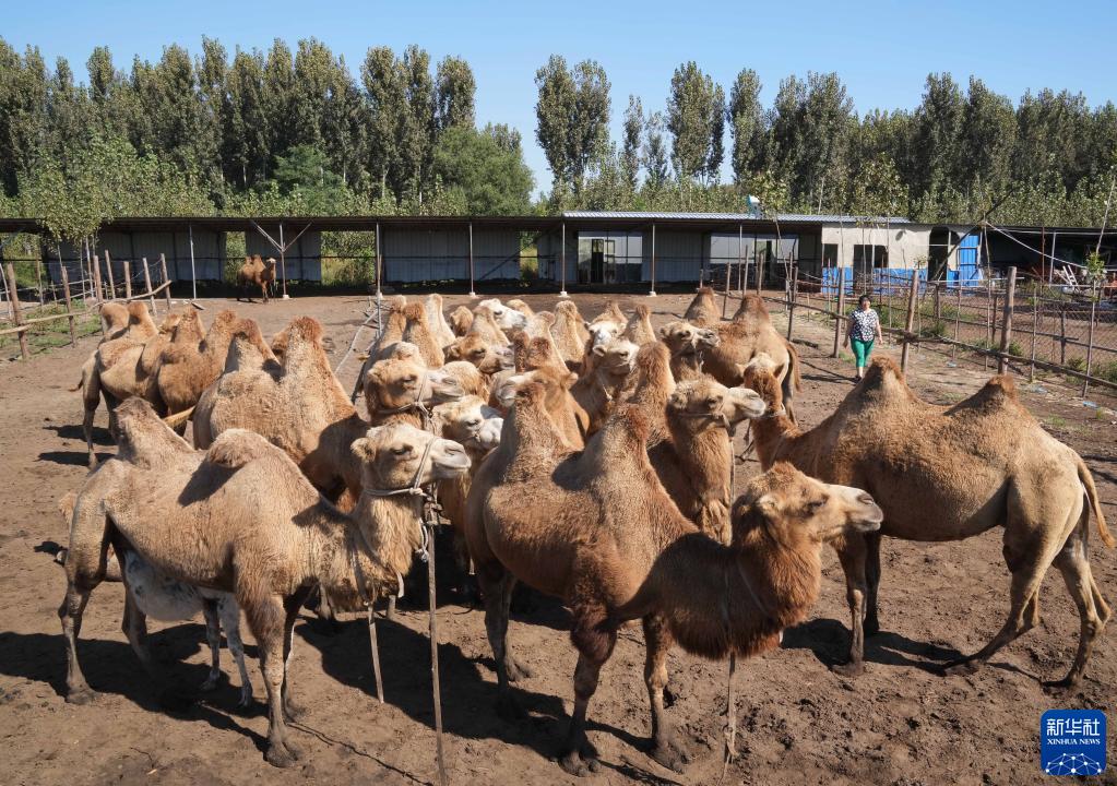 今年33岁的郑林林是河北省唐山市丰南区漠尚客骆驼养殖基地的主人.