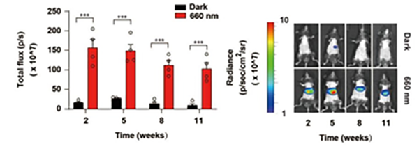 REDMAP介导的小鼠体内长期基因控制