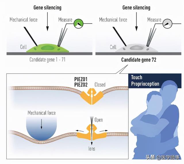2021年诺贝尔生理医学奖及中国学者贡献：破解人类痛、触觉机制休闲区蓝鸢梦想 - Www.slyday.coM