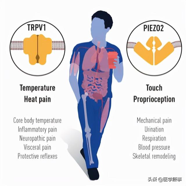 2021年诺贝尔生理医学奖及中国学者贡献：破解人类痛、触觉机制休闲区蓝鸢梦想 - Www.slyday.coM