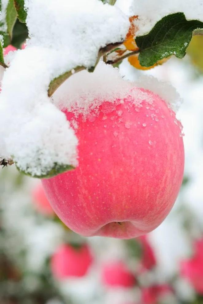 冰雪“淬炼“的冰糖心苹果。摄影/草木果石顺文，图/图虫·创意