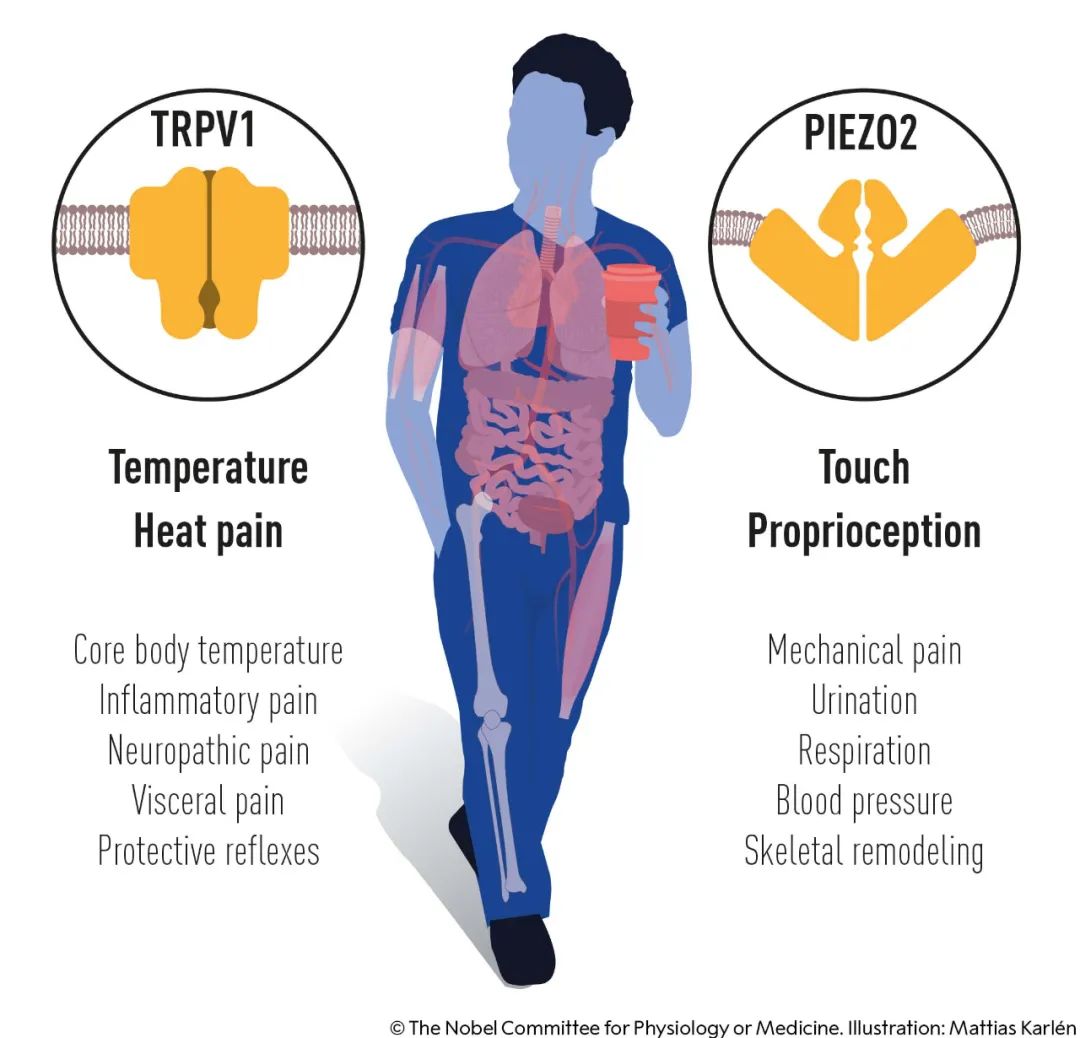 祝贺！温感与触感研究先驱获2021年诺贝尔生理学或医学奖休闲区蓝鸢梦想 - Www.slyday.coM