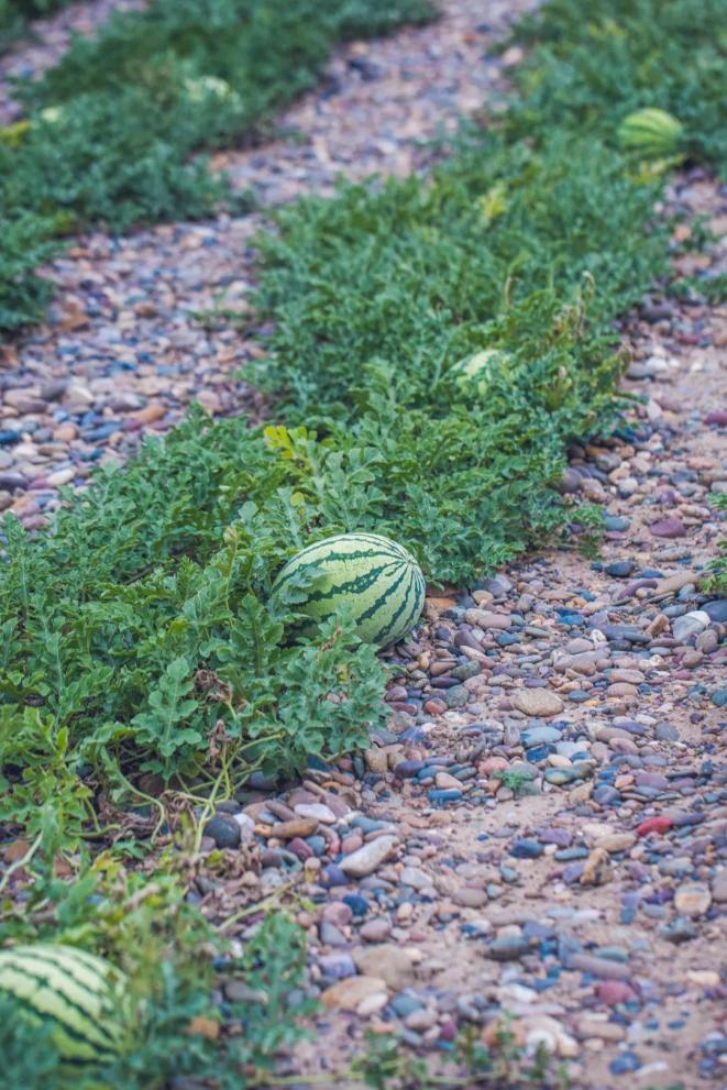 兰州沙田里种出的旱砂西瓜。摄影/严肃