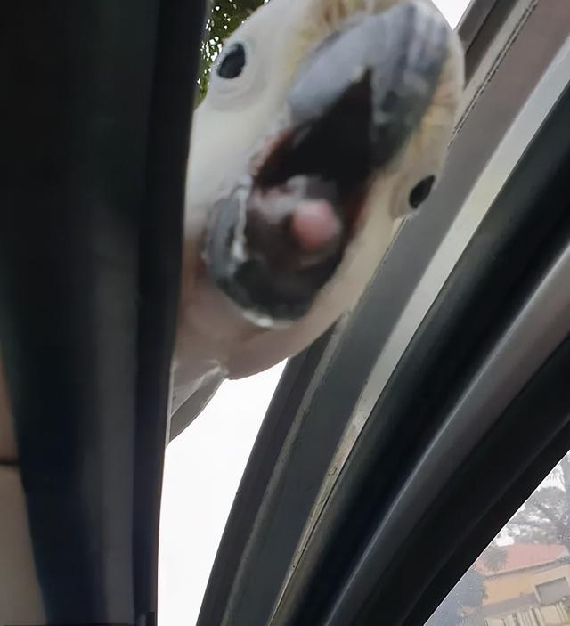 澳洲女子被这个强盗困在车里大气不敢出！路人看了都不敢救，太可怕了休闲区蓝鸢梦想 - Www.slyday.coM