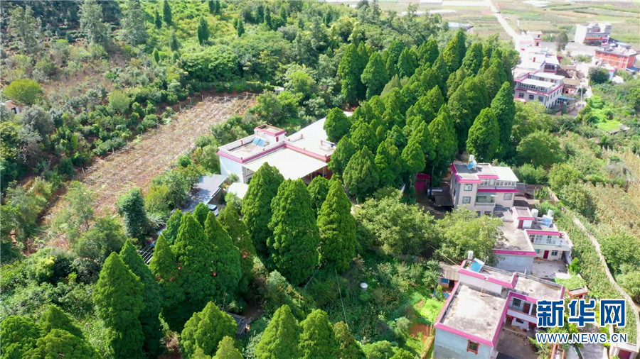 百年桂花树的价格是多少