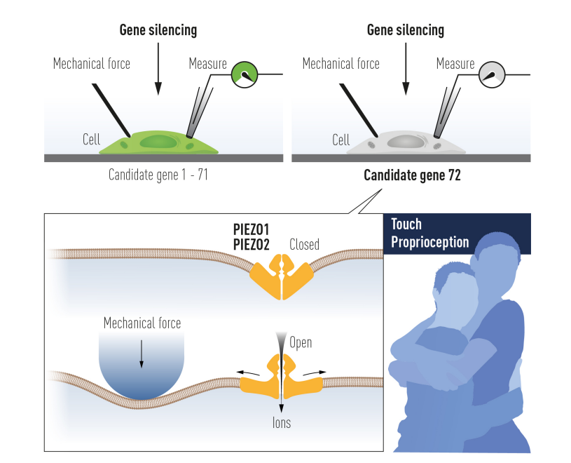 祝贺！温感与触感研究先驱获2021年诺贝尔生理学或医学奖休闲区蓝鸢梦想 - Www.slyday.coM