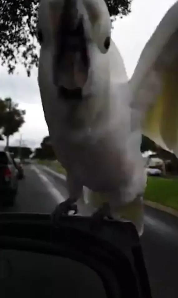 澳洲女子被这个强盗困在车里大气不敢出！路人看了都不敢救，太可怕了休闲区蓝鸢梦想 - Www.slyday.coM