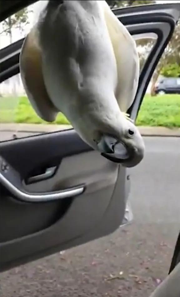 澳洲女子被这个强盗困在车里大气不敢出！路人看了都不敢救，太可怕了休闲区蓝鸢梦想 - Www.slyday.coM