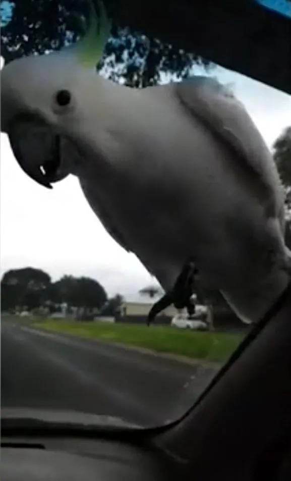 澳洲女子被这个强盗困在车里大气不敢出！路人看了都不敢救，太可怕了休闲区蓝鸢梦想 - Www.slyday.coM